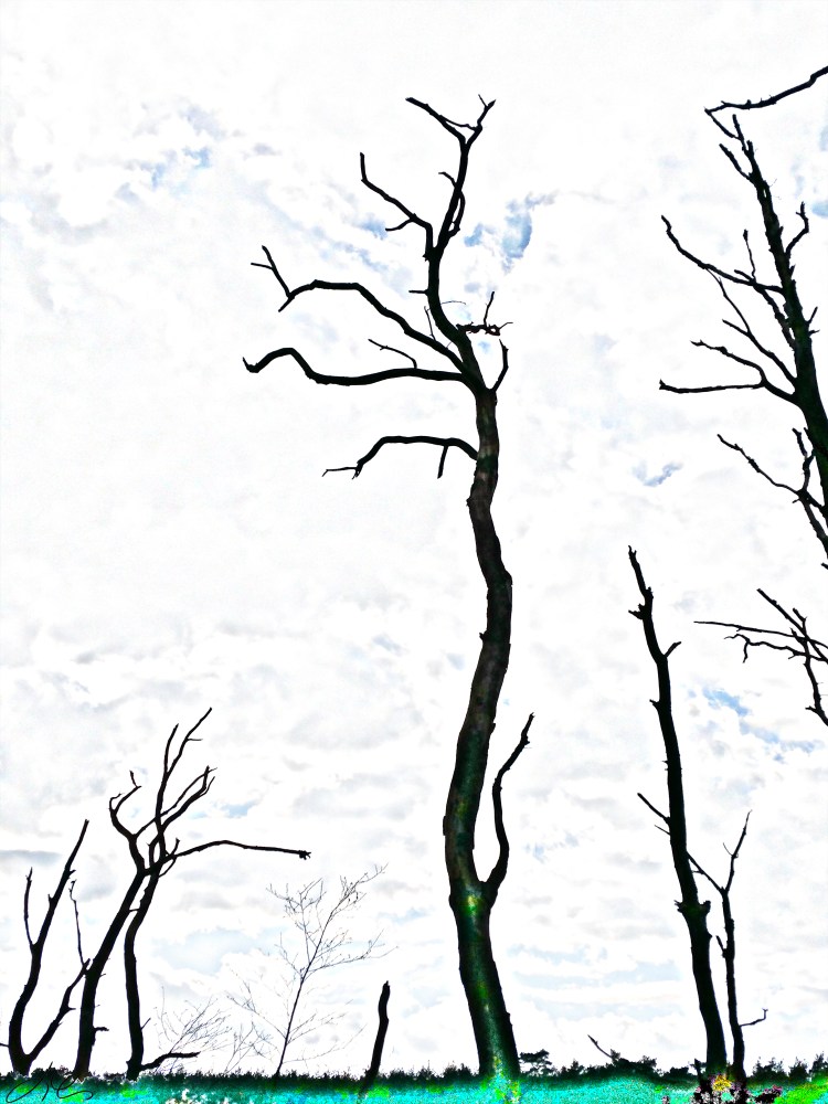 F367_HS11_144206_1flh