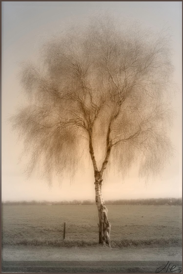 F373_AB33_Berk_Wittelte_mixte_2flh